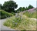 Wild chicory on the Trans Pennine Trail