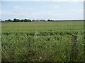 Wheatfield, west of High Knocke