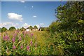 Water Meadow Near Poolfields