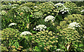 Giant Hogweeds