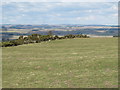 Farmland and gorse northwest of Beukley