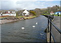 NS1960 : Swans on Noddsdale Water, Largs by Humphrey Bolton