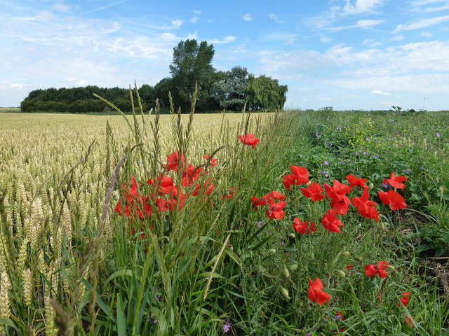 Poppies and wheat at Flood's Ferry