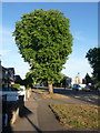 Muscliff: horse chestnut in Castle Lane West