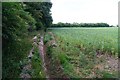 Northern margins of Blackwood Forest