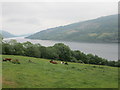 Grazing land, cattle and beautiful Loch Tay