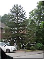 Monkey Puzzle Tree, Cockcrow Wood