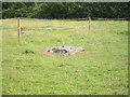 Stone remnant of a prehistoric stone circle in Dayhouse Lane