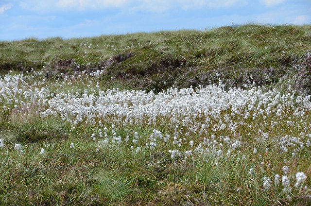 Cotton grass on Scotland's watershed