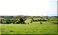 Cattle in field alongside the B8 (Hilltown Road)