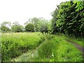 Overgrown pond