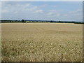 Crop field off Cotgrave Road