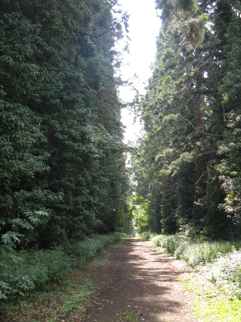 Former carriage drive to Orton Hall
