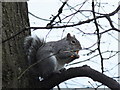 Squirrel in Queen