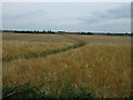 Footpath through crop field