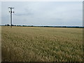 Crop field off Bingham Road