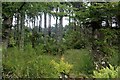 Larch shelter belt at Wester Fisherton