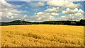 Golden oats; Ledbury skyline, 1