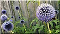 Globe Thistle, Echinops bannaticus