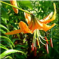 SO6424 : Lilium sp.; Tiger Lily by Jonathan Billinger