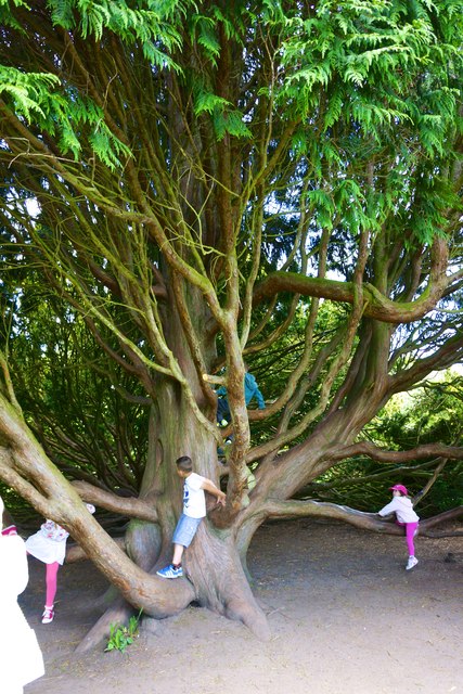 The Countrys Best Climbing Tree © Paul Buckingham Geograph Britain And Ireland