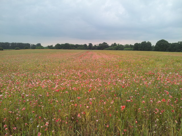 Poppy fields near Carlton Marshes