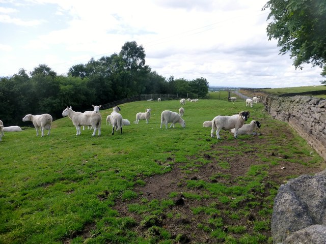 A field full of rams
