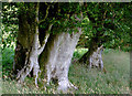 Ancient beeches near Betws Bledrws, Ceredigion