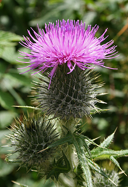 Scotch Thistle (Cirsium vulgare) © Anne Burgess :: Geograph Britain and ...