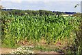 A field of maize by Eaton