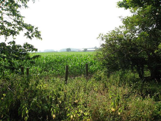 Field of maize by Aberkinsey Farm