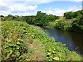 River Coquet below Felton