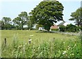 Meadow beside the A260