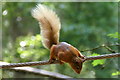 Red Squirrel (Sciurus vulgaris), Landmark Centre, Carrbridge