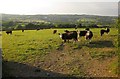 Cattle, Lower Baber Farm