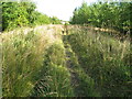 Footpath leading to Dutton Lodge Farm