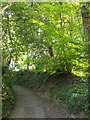 SX3968 : Track through Timber Wood by Derek Harper