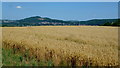 Golden oats; Ledbury skyline, 2