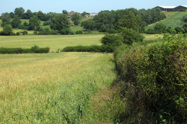 Hedgerow by an oat field