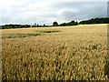 Wheat field