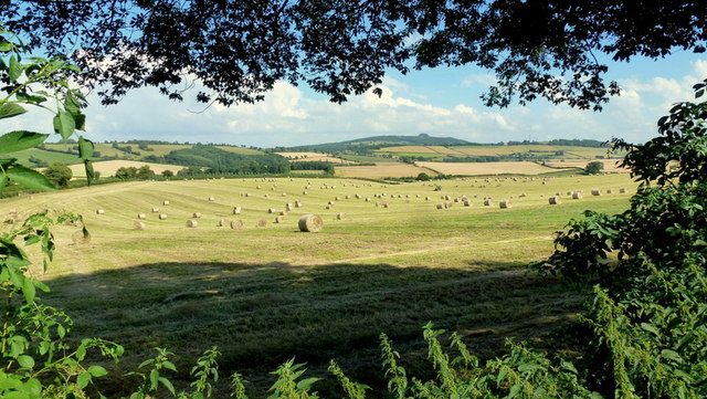 Barley straw bales and May Hill