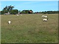 Sheep at Woodside