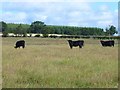 Bullocks at Brownmoor