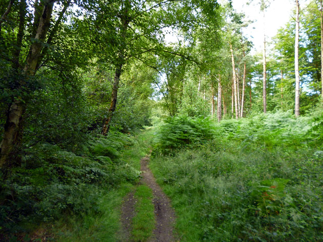 Path, St. Leonard's Forest © Robin Webster cc-by-sa/2.0 :: Geograph ...