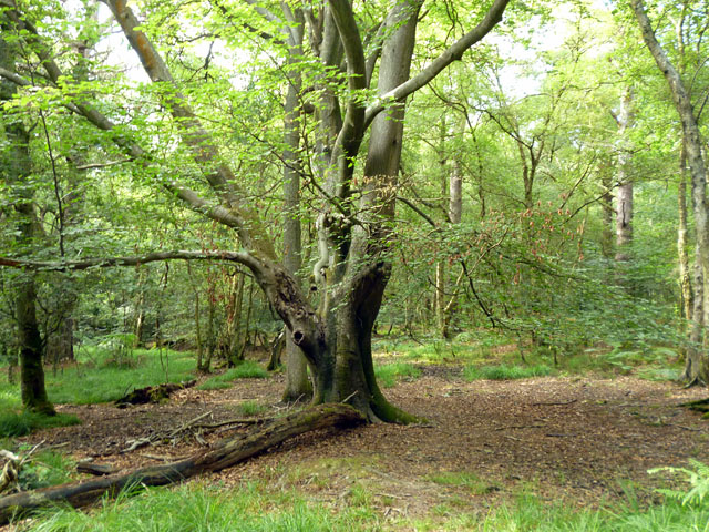 Beech tree, St. Leonard's Forest