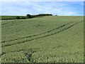 Wheat field north of Middebie