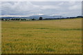 Fields at Suttieside, Forfar