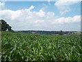 SK2841 : Field of Maize by Jonathan Clitheroe