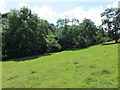 Small wooded ravine containing Little Beck