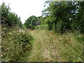 The bridle way round Orielton Wood